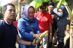 Manfaatkan Lahan Tidur Menjadi Produktif, Petani Kota Cirebon Berhasil Panen Jagung