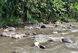 Gempar! Warga Semarang Temukan Puluhan Ekor Kambing Mati Hanyut di Sungai, Begini Faktanya