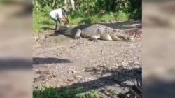 Viral, Kakek di Buton Lumpuhkan Buaya Ganas Seorang Diri