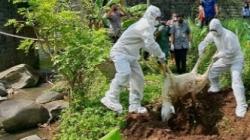 Hasil Laboratorium Puluhan Bangkai Kambing di Sungai Serang, Ternyata ini Penyebab Kematiannya