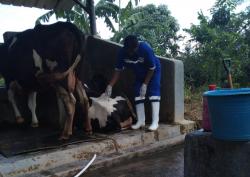 Garut Terima 12.500 Dosis Pertama Vaksin PMK