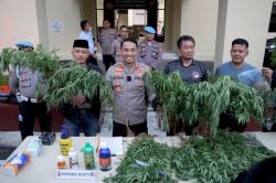 Ditanam di Lahan Pertanian, 300 Batang Pohon Ganja Diamankan Polres Cianjur