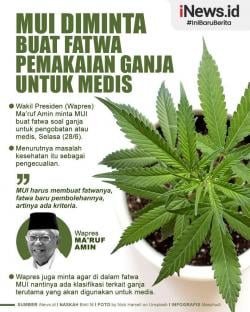 Infografis Wapres Minta MUI Buat Fatwa Pemakaian Ganja untuk Medis