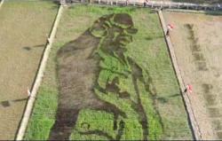 Sosok Bung Karno Terlihat Jelas Di Sawah Milik Warga Desa Bergas Lor, Kok Bisa?