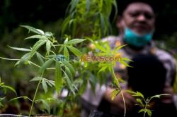 Apa itu Ganja untuk Medis? Simak Penjelasan Guru Besar Farmasi UGM