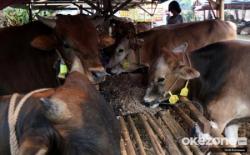 Musim Idul Adha Malah Menyebar Wabah PMK, Peternak Sapi Sangat Terdampak