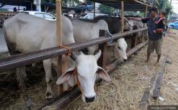 Pedagang Sapi Kurangi Jumlah Dagangan Hingga 40 Persen Gegara Wabah PMK