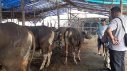 Harga Sapi Naik hingga Rp4 juta per Ekor, Jelang Idul Adha