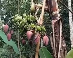 Keajaiban Alam! Pohon Pisang Berjantung 7 di Pandeglang Banten, Pertanda Apa Nih?