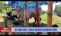 Video Jelang Idul Adha Permintaan Hewan Qurban Meningkat Tajam