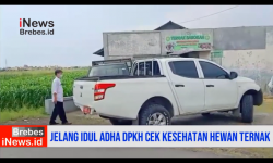 Video DPKH Brebes Cek Kesehatan Ternak, Pastikan Hewan Qurban Terbebas PMK