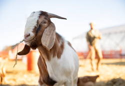 Jelang Idul Adha, Inilah Harga Kambing Kurban Terbaru 6 Juli 2022