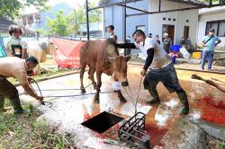 Cara Memilih Hewan Kurban Yang Sehat dan Bebas PMK