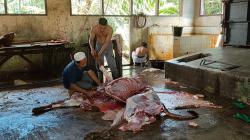 Kelurahan Koba Bagikan Daging Sapi ke Rumah-rumah Warga Kurang Mampu