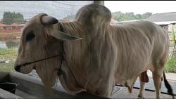 Sultan, Sapi Asal Cilegon Di Beli Presiden Jokowi Seharga Rp. 112 juta Dengan Berat 1,1 Ton