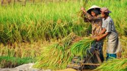 4 Negara  Ini Memiliki Ketahanan Pangan Terbaik di Dunia