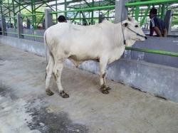 Harga Hewan Qurban Kambing dan Sapi Terbaru 7 Juli 2022