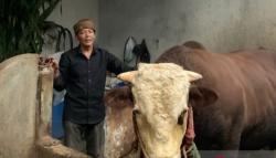 Slamet, Sapi Kurban Presiden Jokowi Berbobot 1,1 Ton