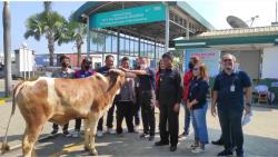 Apresiasi Karyawan, PT TKG Taekwang Subang Salurkan 17 Ekor Hewan Kurban