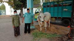 2 Sapi Kurban Presiden Jokowi Tiba di Solo, Segini Beratnya