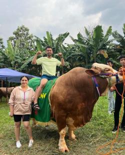 Ini Penampakan Sapi Kurban Raffi Ahmad Bernama Ontoseno dengan Berat 1,3 Ton