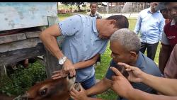 Satu Ekor Sapi Qurban Bantuan Pemkab Pidie Jaya Tak Jadi di Sembelih di Duga Terinfeksi PMK