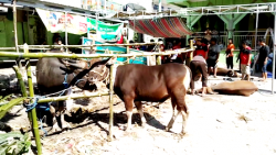 Penuhi Kebutuhan Hewan Kurban Luar Pulau, Persedian Hewan Kurban di NTT Menurun