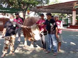 Sapi Seberat 1,1 Ton dari MNC Peduli Akan Didistribukan ke Pelaku Usaha Ekonomi Kreatif