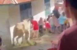 Sapi di Madina Seruduk Emak-emak hingga Luka-luka saat Akan Disembelih