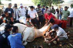 Mengejutkan! Gubernur Banten Jadi Tukang Potong 8 Sapi dan 2  Kerbau, Kantongi Sertifikat Juleha