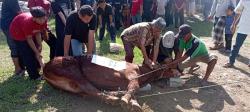 Petinggi Polri dan Kejaksaan Berkurban Sapi di Ponpes Nurul Falah Lebak Banten