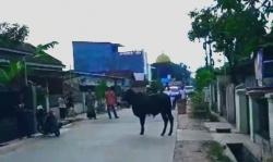 Sapi Ngamuk Saat Dipotong