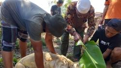 Momen Idul Adha, Jagal Kampung Kebanjiran Order Sehari Bisa 20 sampai 40 Potong Hewan Kurban