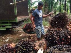 5 Negara Penghasil Minyak Sawit Terbesar Dunia, Nomer 1 Sempat Langka di Pasar dalam Negeri