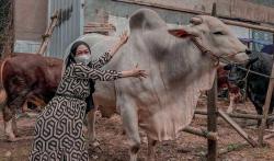 Lihat Sapi Kurbannya Disembelih, Ria Ricis Menangis! Ini Penyebabnya