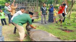 2 Ekor Kerbau Qurban Idul Adha 1443 Hijriah Disebelih Ketua DPC PKB