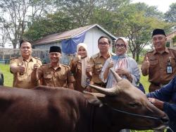 Momentum Idul adha Pemerintah Kecamatan Carenang, Qurban 1 Ekor Sapi Dan Kerbau