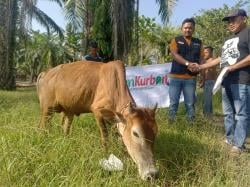 Yayasan Gebetan Distribusikan Sapi Green Kurban ke Lima Titik Lokasi, Ini Nama-Nama Desanya