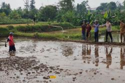 Petani Ditemukan Meninggal Tertutup Lumpur di Tengah Sawah 