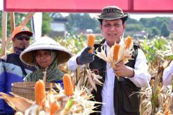 Didirikan BNPT untuk Program Deradikalisasi, KTN Turen Panen Raya Jagung Perdana