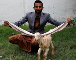 Punya Telinga Panjang, Kambing di Pakistan Jadi Selebritis di Youtube