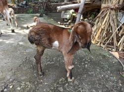 Kemunculan Kambing Berkaki Tiga, Gegerkan Warga Di Ponorogo