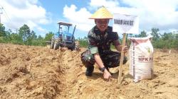 Kodim 0414/Belitung Tanam Singkong Kasesa di Lahan Seluas 2 Hektar