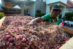 CMJT Borong Cabai dan Bawang Merah Petani untuk Tekan Inflasi