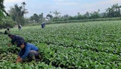 Kecewa Harga Anjlok, Petani Biarkan Tanaman Sawi Puluhan Hektare Busuk