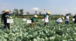 Masyarakat Lumajang Gelar Gerbas Tani Guna Tingkatkan Taraf Hidup Petani