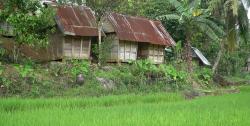 Wow! Nikmatnya Nasi Dari Beras yang Dipanen 27 Tahun Lalu