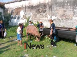 Persiapan Malam 1 Sura, 5 Kebo Bule Kraton Kasunanan Dikarantina