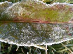 Embun Es di Dieng Kembali Muncul Akibat Suhu Minus 0 Derajat Celcius