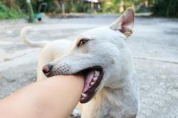 Begini Penanganan pada Luka Gigitan Anjing